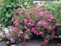 OBI Tavolník (Spiraea) 