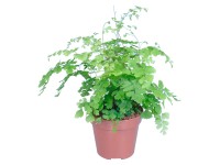 GROW by OBI Netík Fragrans průměr květináče cca 12 cm