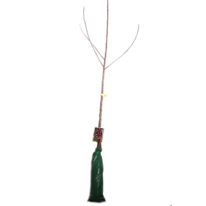 Oxalis Třešeň obecná (Prunus avium) různé odrůdy s kořenovým balem, 120-160 cm