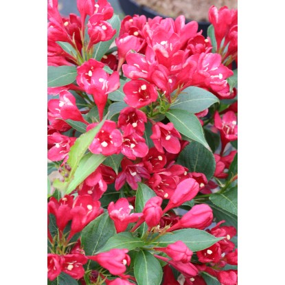 Vajgélie květnatá (weigela florida) All Summer Red