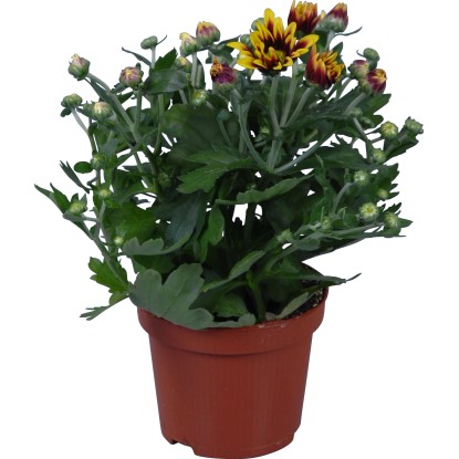 Chryzantéma "Dragon Time" průměr květináče cca 12 cm Chrysanthemum