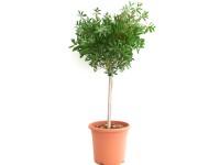 GROW by OBI Štětkovec citrónový (Callistemon citrinus) výška 30-40 cm, 3 l