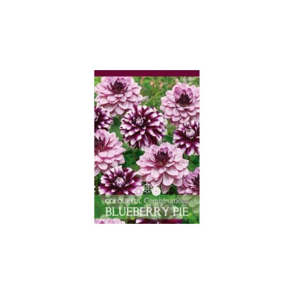 Jiřina "Blueberry Pie" směs