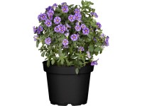 Lilek rantonettův průměr květináče cca 12 cm Solanum rantonetii