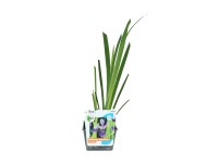 Kosatec různobarevný (Iris versicolor) pr. kv. cca 18 cm Kosatec různobarevný (Iris versicolor) pr. kv. cca 18 cm
