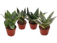 Tchýnin jazyk (Sansevieria trifasciata) 
