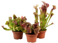 Špirlice (Sarracenia) mix, pr. květináče 12 cm