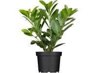 GROW by OBI Bobkovišeň lékařská (Prunus laurocerasus) GROW by OBI Bobkovišeň lékařská (Prunus laurocerasus)