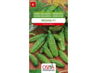 Semínka Okurka nakládačka hruboostná Regina F1