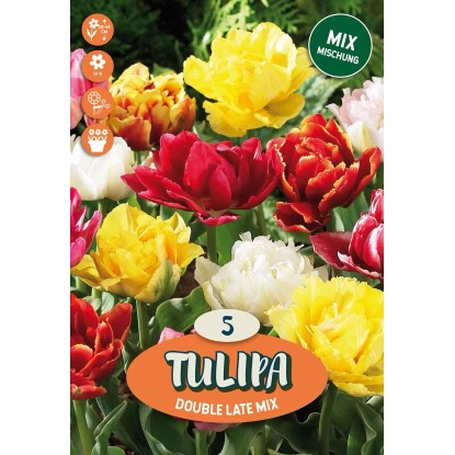 Plný pozdní tulipán "Mix"