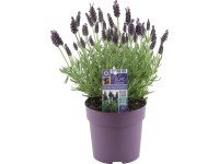 GROW by OBI Levandule smilovitá (L. stoechas) GROW by OBI Levandule smilovitá (L. stoechas)