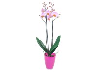 Orchidej Phalaenopsis růžová 2výhonková ve skleněné nádobě