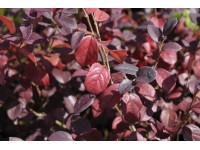 Loropetalum čínské (loropetalum chinensis) Ever Red Loropetalum čínské (loropetalum chinensis) Ever Red