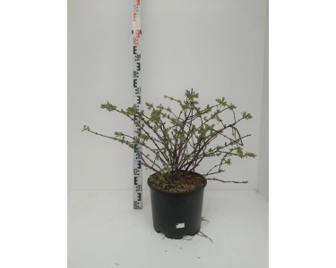 polemonium plants Polemonium reptans