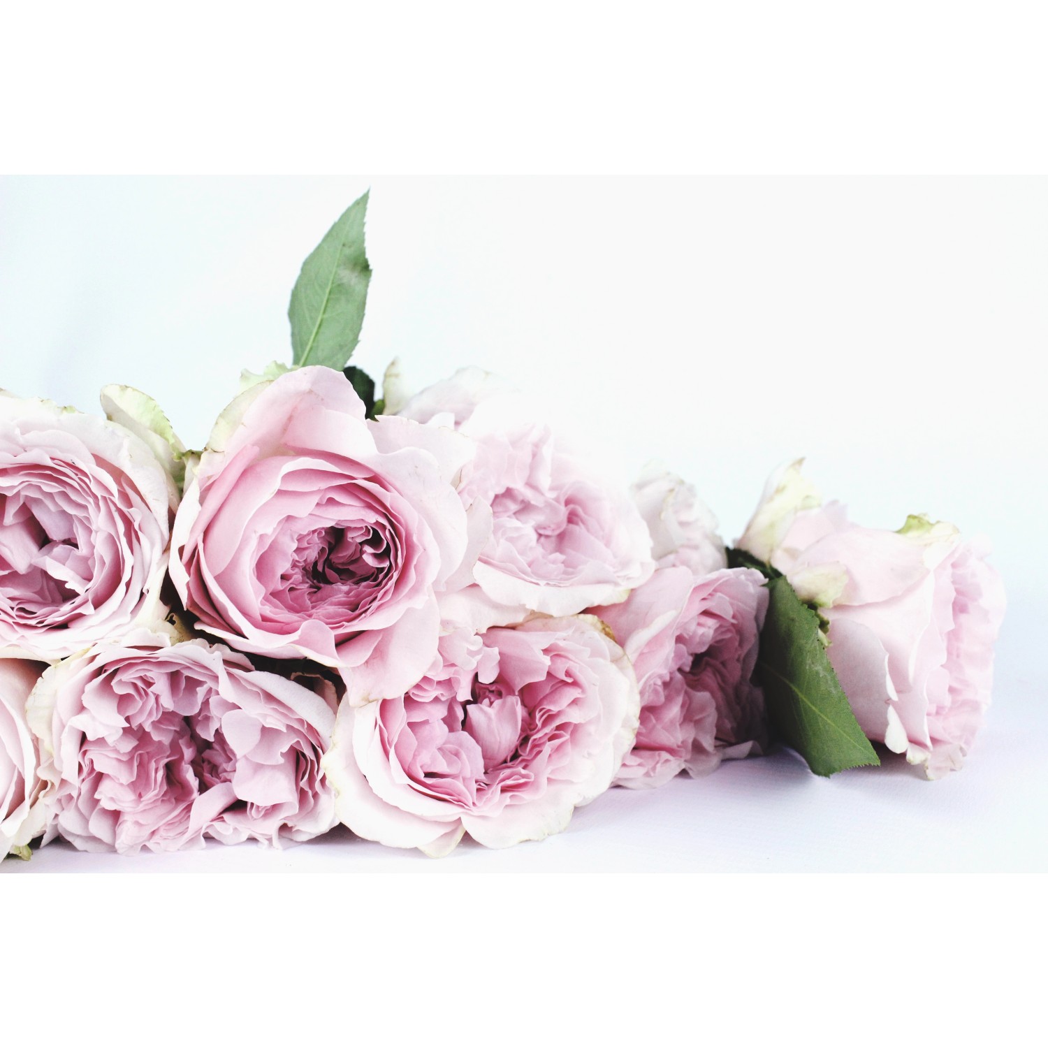 Bondecor Zarámovaný obraz Shadow Flora 60 x 100 cm