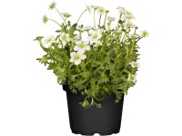 OBI Lomikámen Arendsův 