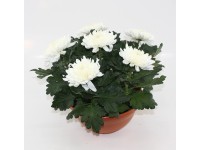 Q-Flower Listopadka indická (Chrysanthemum indicum) pr. cca 23 cm