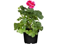 OBI Muškát vzpřímený (Pelargonium zonale) pr. 12 cm