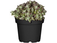 OBI Rozchodník pr. květináče 13 cm OBI Rozchodník pr. květináče 13 cm