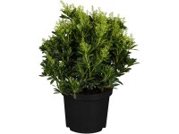 OBI Pieris japonská 