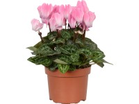 Brambořík lososový Midi průměr květináče cca 10,5 cm