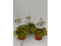 CZ-Flora Muehlenbeckia complexa CZ-Flora Muehlenbeckia complexa