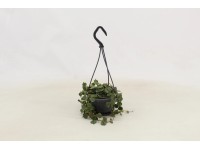 Zelené rostliny v závěsném plastovém květináči různé druhy pr. květináče 10,5 cm Zelené rostliny v závěsném plastovém květináči různé druhy pr. květináče 10,5 cm