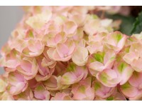 Hortenzie velkolistá Hortenzie velkolistá