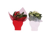 Kolopejka vděčná (Kalanchoe blossfeldiana) různé barvy, pr. keram. kv. cca 9 cm