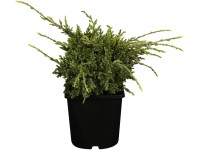 OBI Jalovec šupinatý OBI Jalovec šupinatý