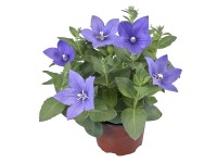 GROW by OBI Boubelík velkokvětý GROW by OBI Boubelík velkokvětý