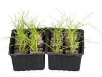 Pažitka miska po 6 ks kořenový bal cca 2 cm x 2 cm Allium schoenoprasum