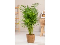 GROW by OBI Chrysalidokarpus nažloutlý (Dypsis Lutescens) 