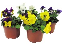 WW Flora Maceška drobnokvětá (Viola cornuta) různé barvy cca pr. 9 cm