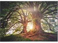 Bondecor Obraz Putframe Slunce 70 x 100 cm