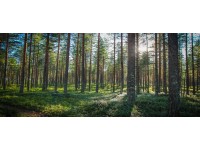 Bondecor Obraz, tištěné plátno Style 50 x 120 cm