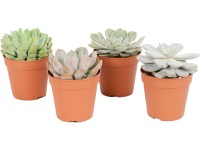 Různé prémiové sukulenty průměr květináče cca 12 cm Různé prémiové sukulenty průměr květináče cca 12 cm