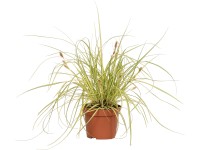 OBI Ostřice ošimenská (Carex oshimensis) 