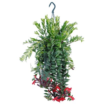 Rděnka Eschynantus červená