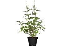 Drmek obecný modrý výška cca 40-60 cm květináč cca 5 l Vitex agnus-castus Drmek obecný modrý výška cca 40-60 cm květináč cca 5 l Vitex agnus-castus