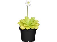 Tučnice průměr květináče cca 9 cm Pinguicula