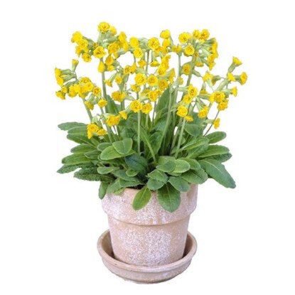 Prvosenka vyšší různé barvy průměr květináče cca 12 cm