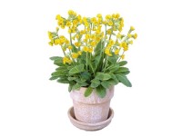 Prvosenka vyšší různé barvy průměr květináče cca 12 cm