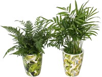 Aranžmá zelené rostliny v keramickém kelímku průměr květináče cca 9 cm