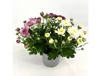 Listopadka indická (Chrysanthemum indicum) různé barvy pr. květináče 13 cm