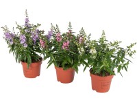 Royal Lemkes Angelonie (Angelonia hybrid) různé barvy cca pr. 12 cm Royal Lemkes Angelonie (Angelonia hybrid) různé barvy cca pr. 12 cm