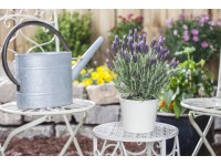 Royal Lemkes Levandule smilovitá (Levandula stoechas) Royal Lemkes Levandule smilovitá (Levandula stoechas)