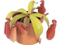 Láčkovka podivná Bloody Mary, pr. květináče cca 8,5 cm