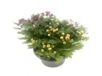 Q-Flower Listopadka indická (Chrysanthemum indicum)