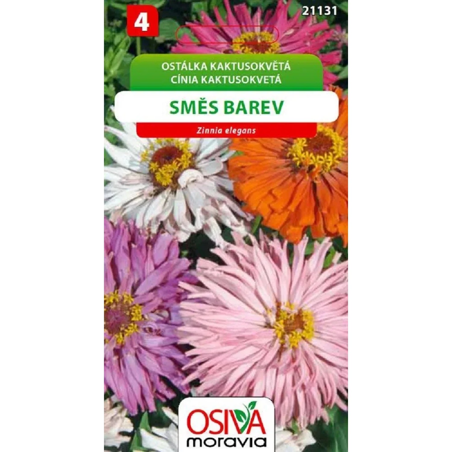 Semínka Ostálka kaktusokvětá směs barev (Zinnia elegans)
